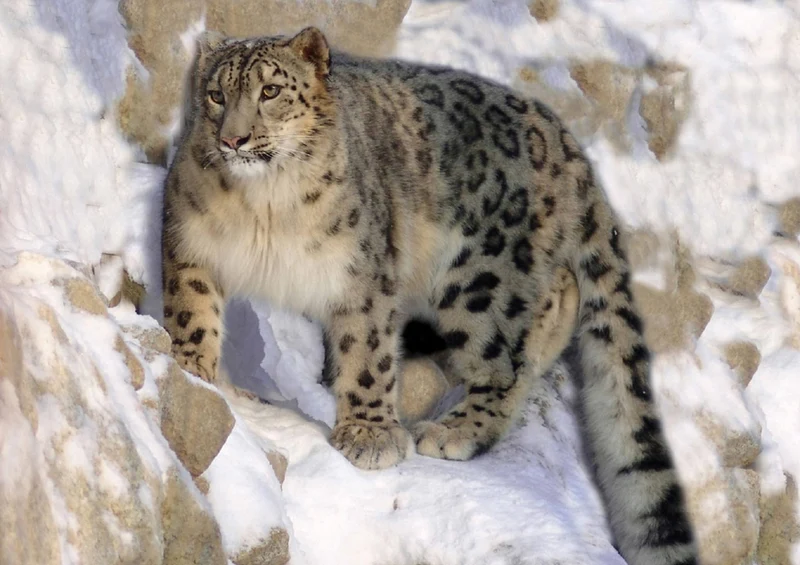 72682 Tierwelt - Leopard Puzzle