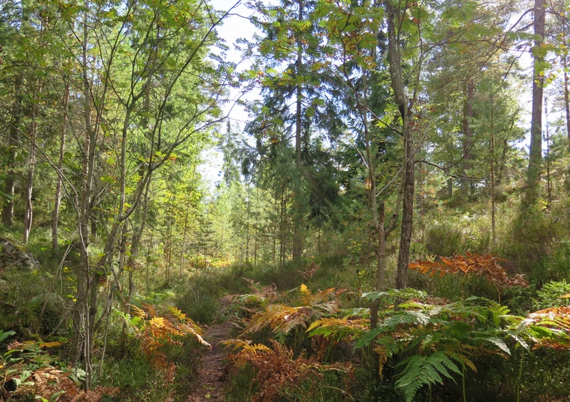 72482 Natur - Wald Puzzle