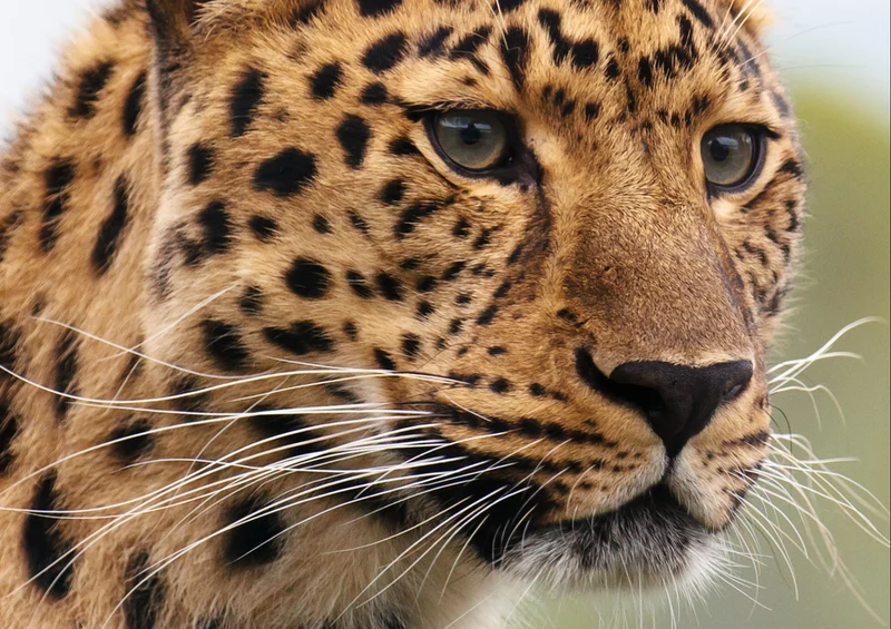 74913 Tierwelt - Leopard Puzzle
