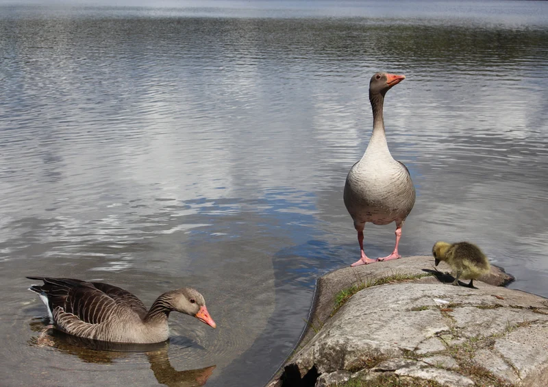71630 Natur - Enten am Ufer Puzzle