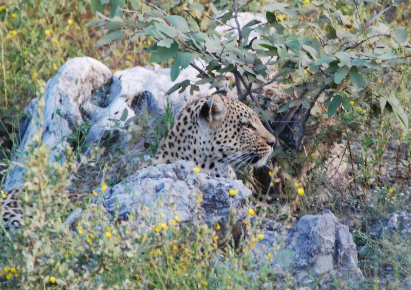 73209 Tierwelt - Leopard Puzzle