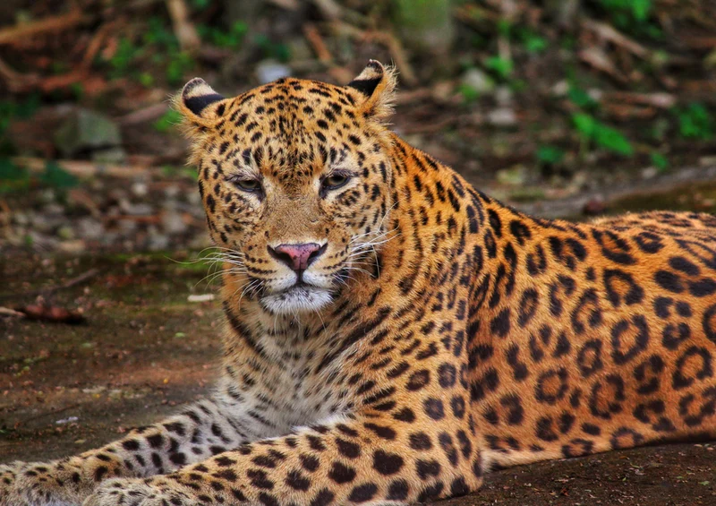 72745 Tierwelt - Leopard Puzzle