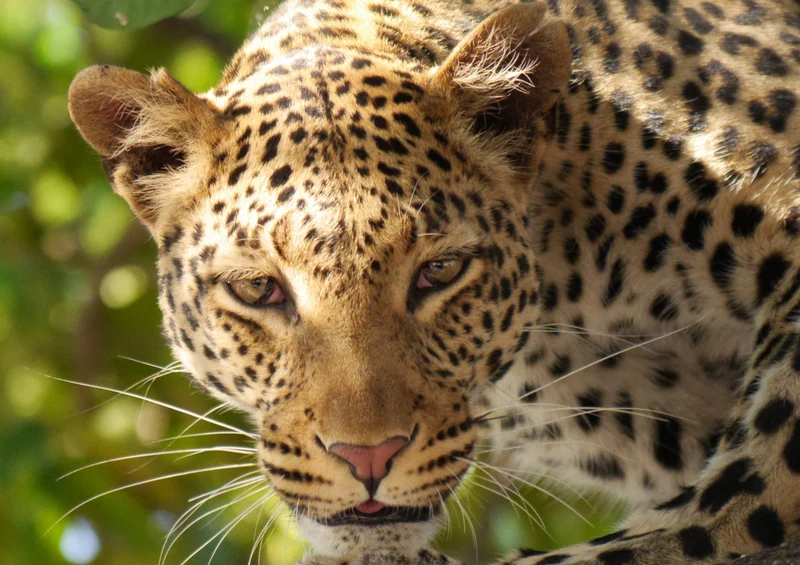 74928 Tierwelt - Leopard Puzzle