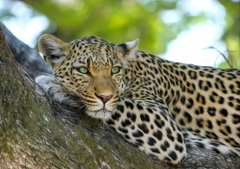 74933 Tierwelt - Leopard Puzzle