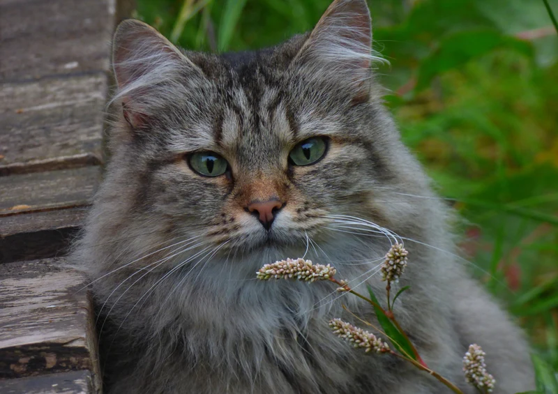 73889 Tierwelt - Norwegische Waldkatze Puzzle