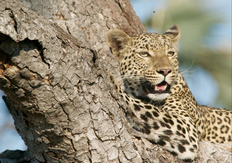 73640 Tierwelt - Leopard Puzzle