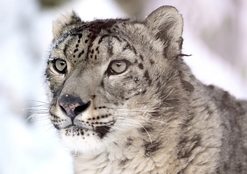 74071 Tierwelt - Leopard Puzzle