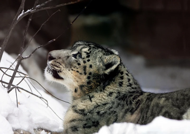 74072 Tierwelt - Leopard Puzzle