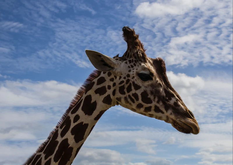 74308 Tierwelt - Giraffe Puzzle