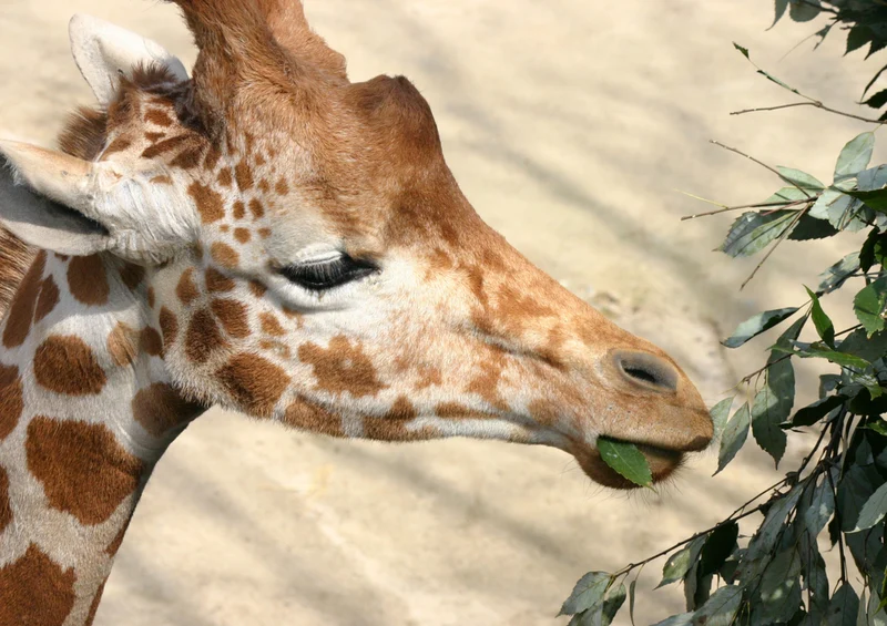 74309 Tierwelt - Giraffe Puzzle