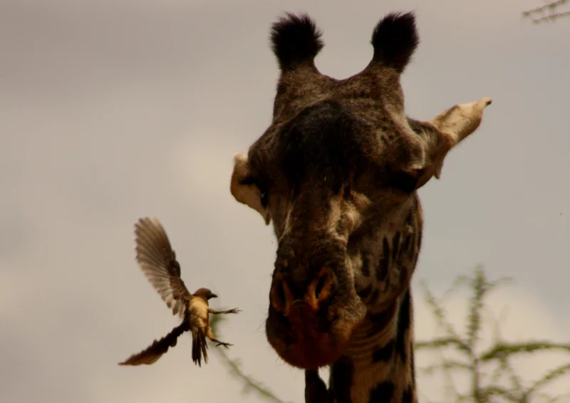 74954 Tierwelt - Giraffe Puzzle