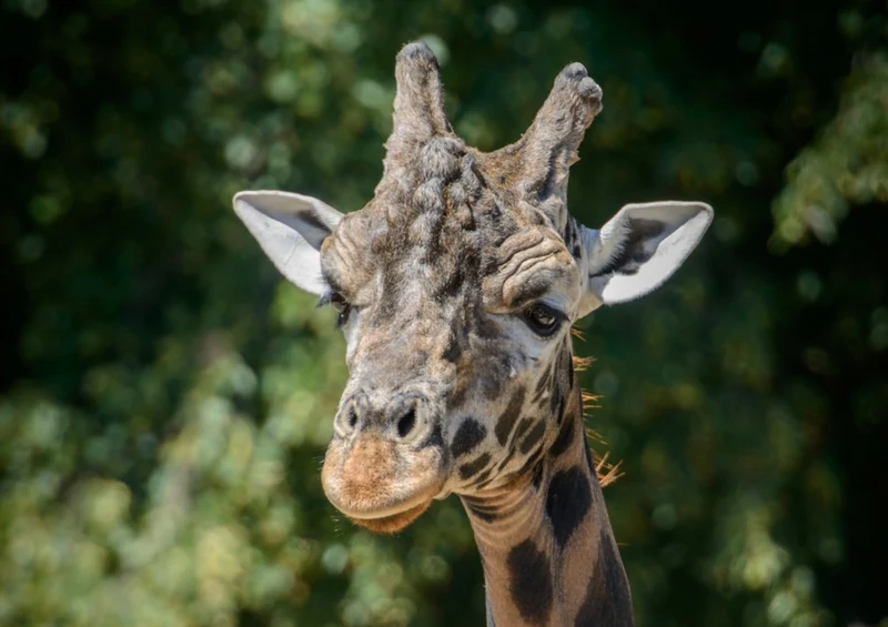 74312 Tierwelt - Giraffe Puzzle