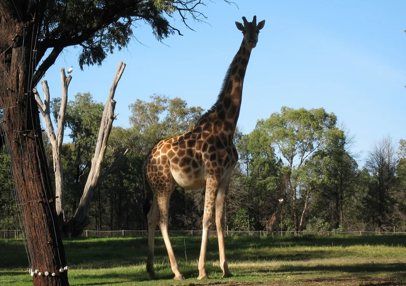 74315 Tierwelt - Giraffe Puzzle