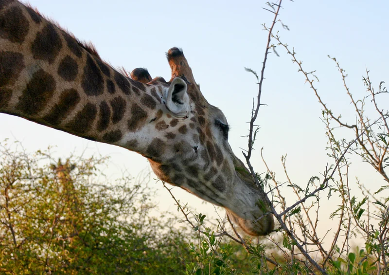 74321 Tierwelt - Giraffe Puzzle