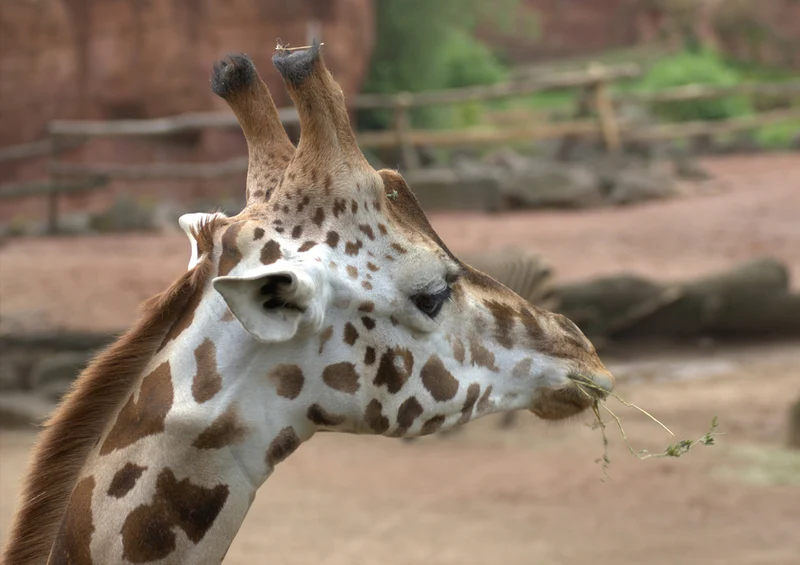 74325 Tierwelt - Giraffe Puzzle