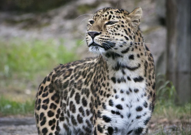 74446 Tierwelt - Leopard Puzzle