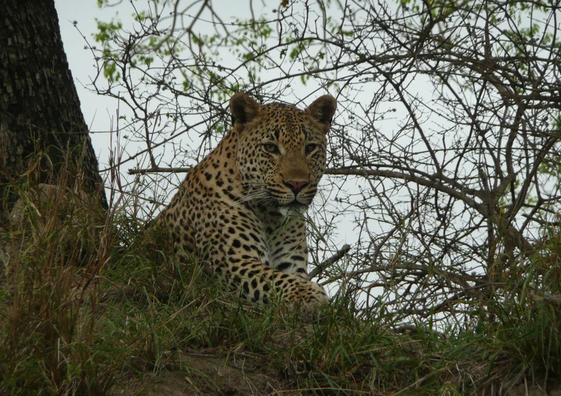73931 Tierwelt - Leopard Puzzle