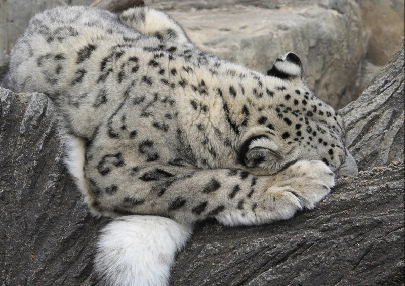 74455 Tierwelt - Leopard Puzzle