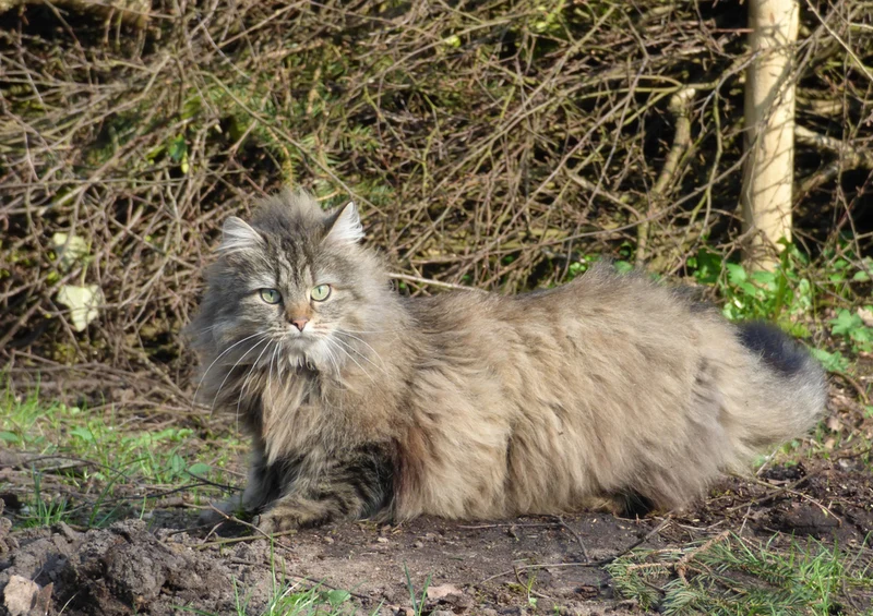 73939 Tierwelt - Wilde Katze Puzzle