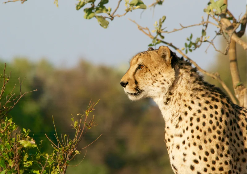 73652 Tierwelt - Leopard Puzzle