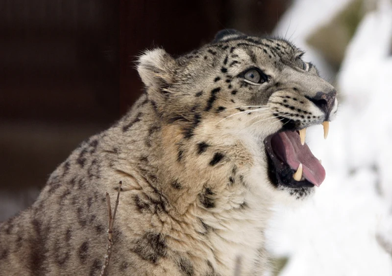 73653 Tierwelt - Leopard Puzzle