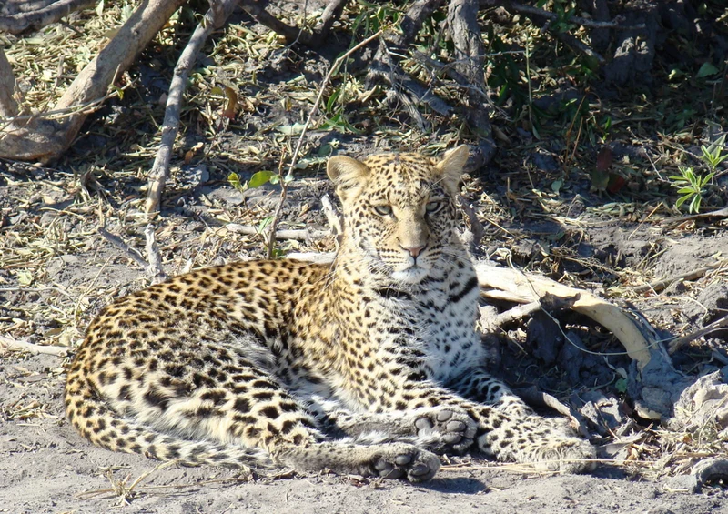 73661 Tierwelt - Leopard Puzzle
