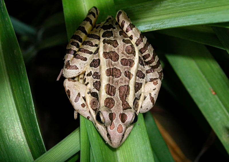 73664 Tierwelt - Frosch Puzzle