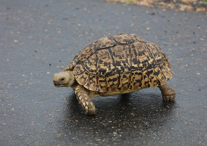 73693 Tierwelt - Schildkröte Puzzle