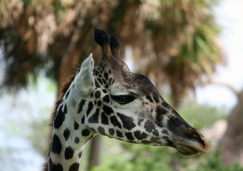 74328 Tierwelt - Giraffe Puzzle