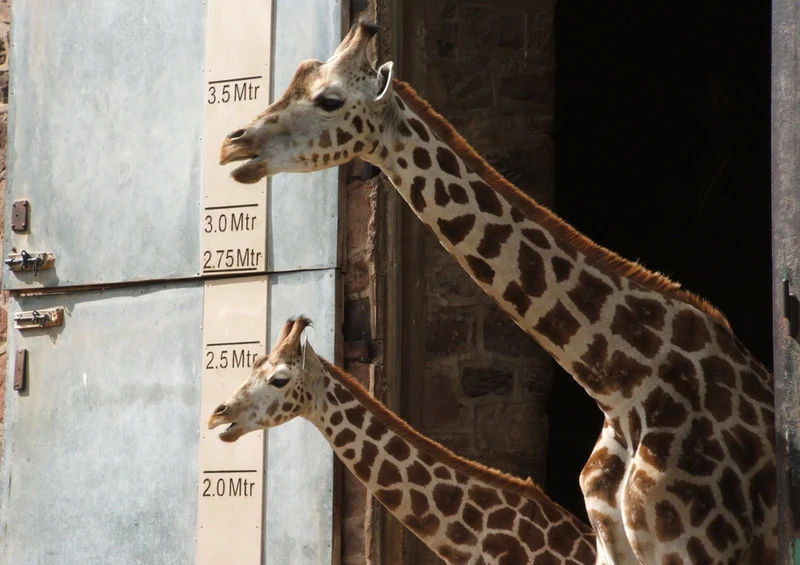 74331 Tierwelt - Giraffe Puzzle