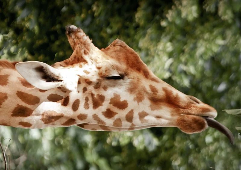 74332 Tierwelt - Giraffe Puzzle