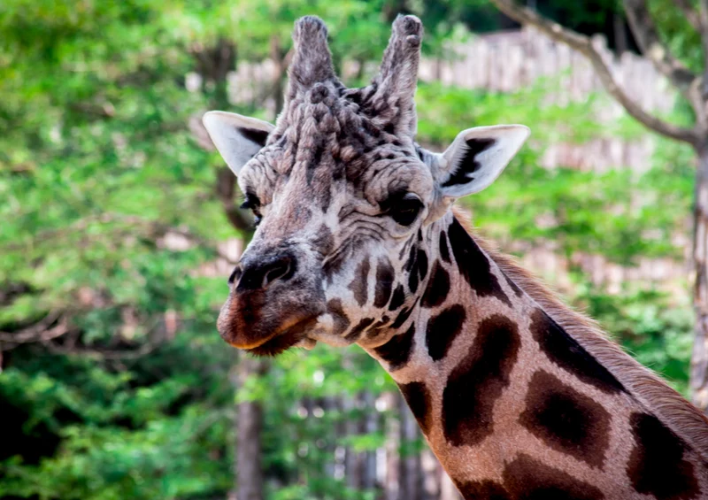 74335 Tierwelt - Giraffe Puzzle