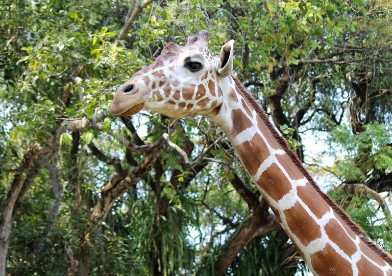 74338 Tierwelt - Giraffe Puzzle