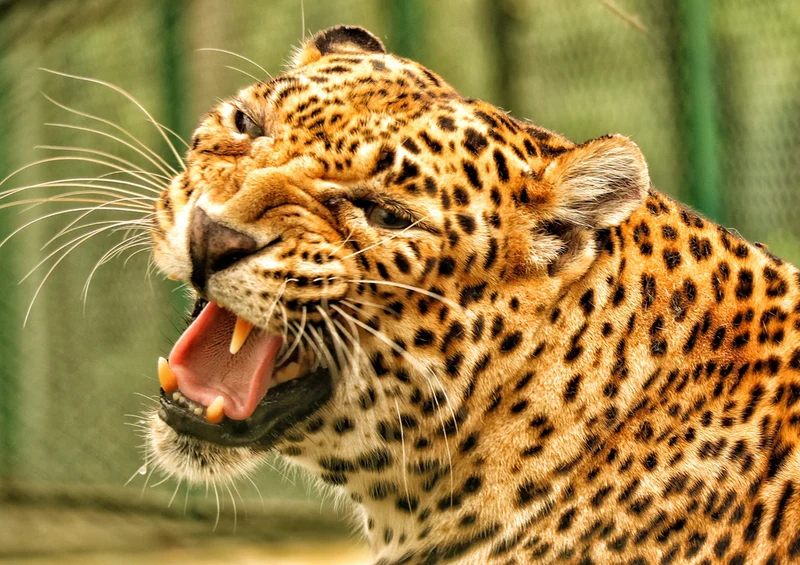 74642 Tierwelt - Leopard Puzzle