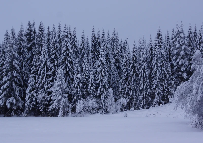 74676 Natur - Winter Puzzle