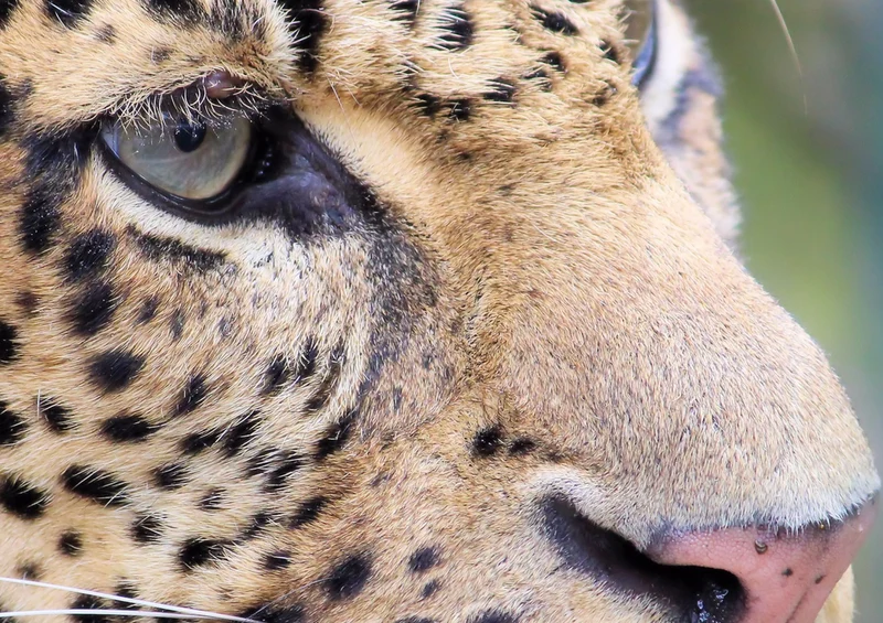 74479 Tierwelt - Leopard Puzzle