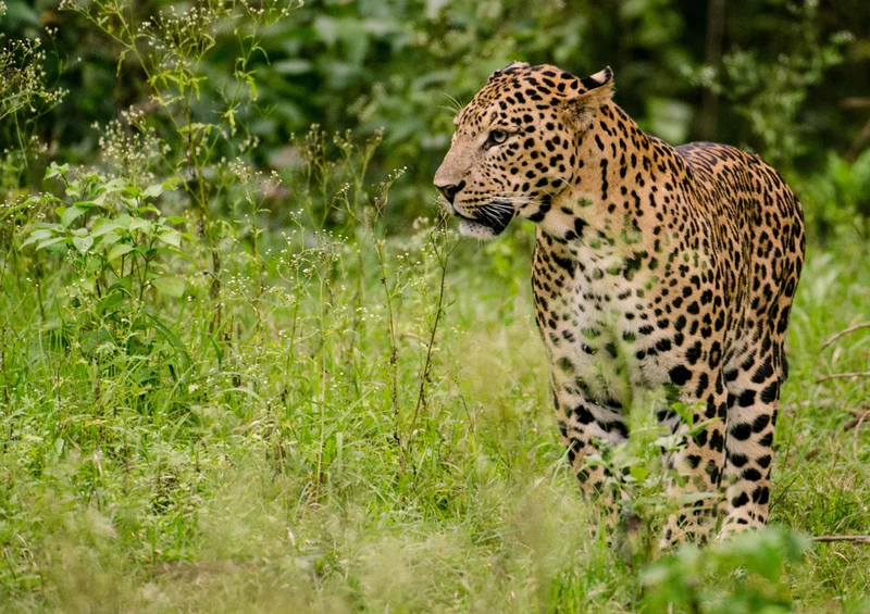 73731 Tierwelt - Leopard Puzzle