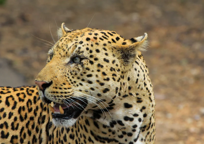 73738 Tierwelt - Leopard Puzzle