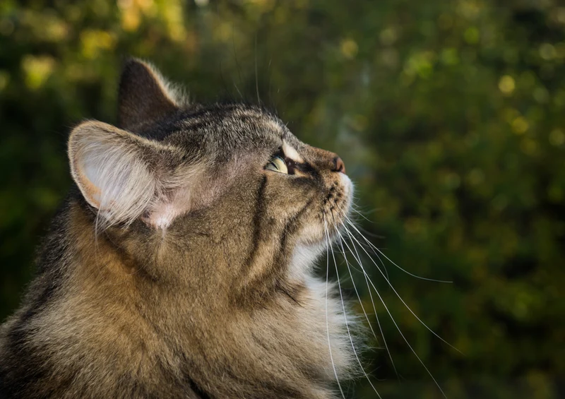 73745 Tierwelt - Katze Puzzle