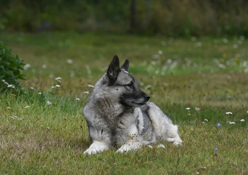 74221 Tierwelt - Hund Puzzle