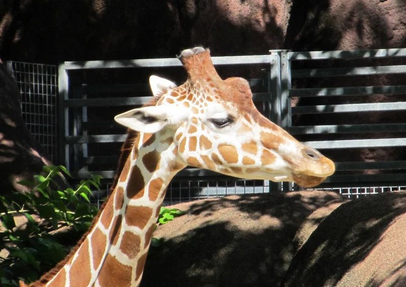 74339 Tierwelt - Giraffe Puzzle