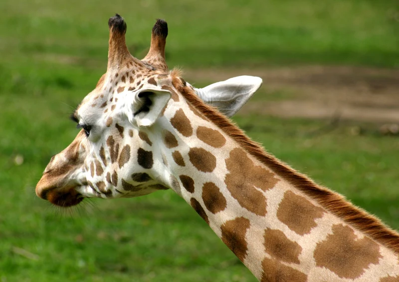 74340 Tierwelt - Giraffe Puzzle