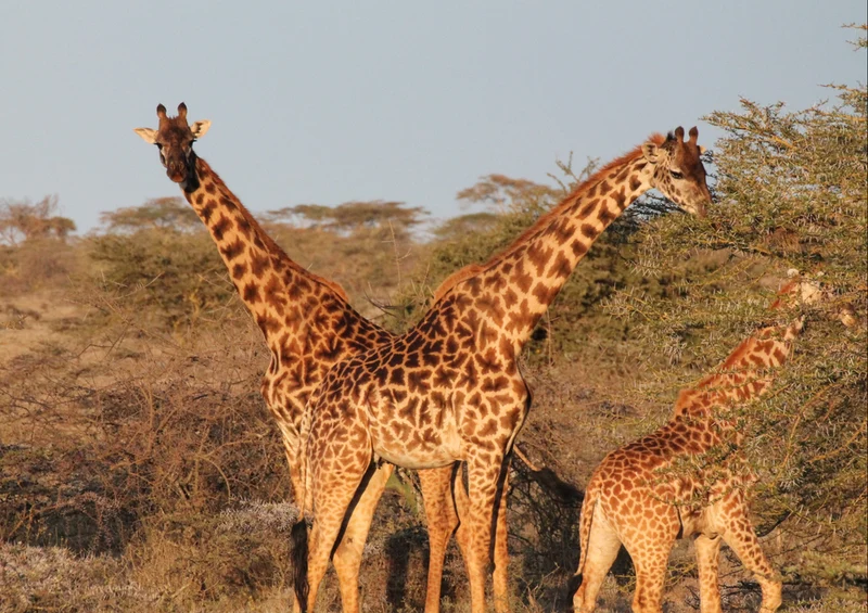 74963 Natur - Giraffe Puzzle