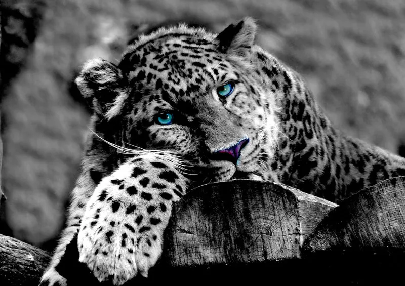 74232 Tierwelt - Leopard Puzzle