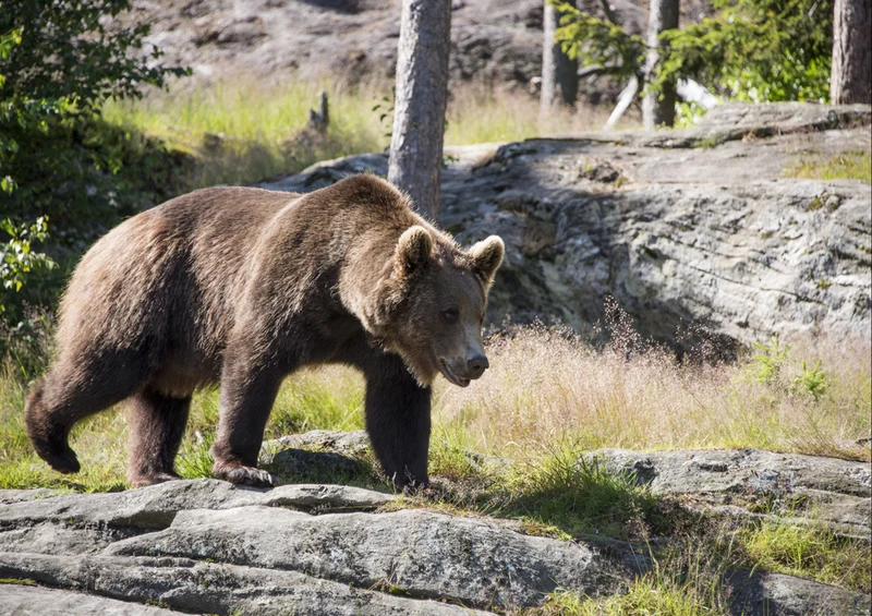 74711 Natur - Braunbär Puzzle