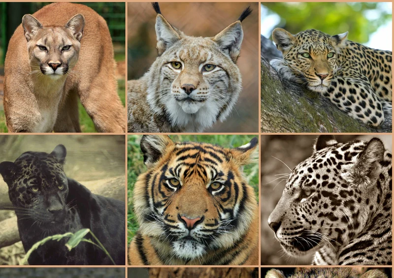 74718 Natur - Wildtiere Puzzle
