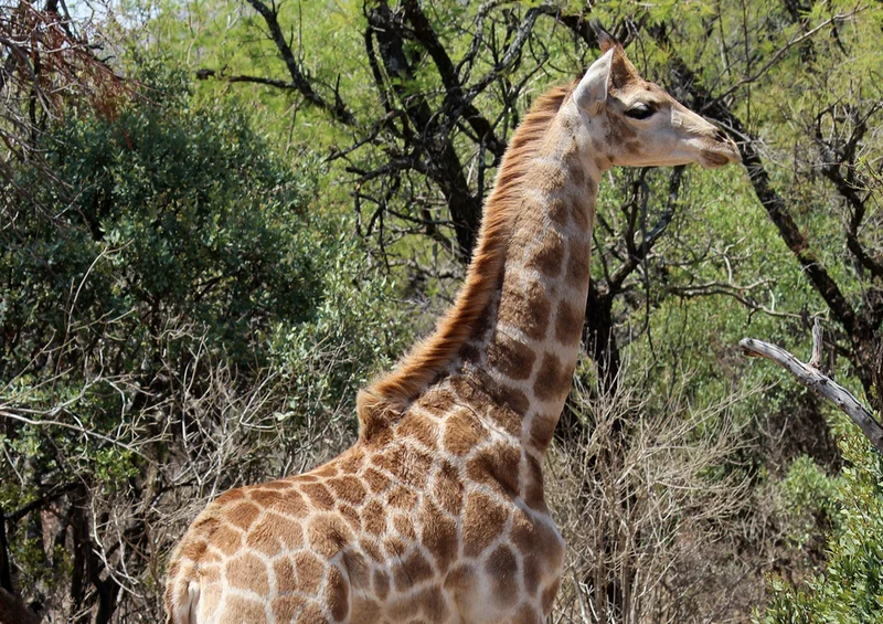 74344 Tierwelt - Giraffe Puzzle