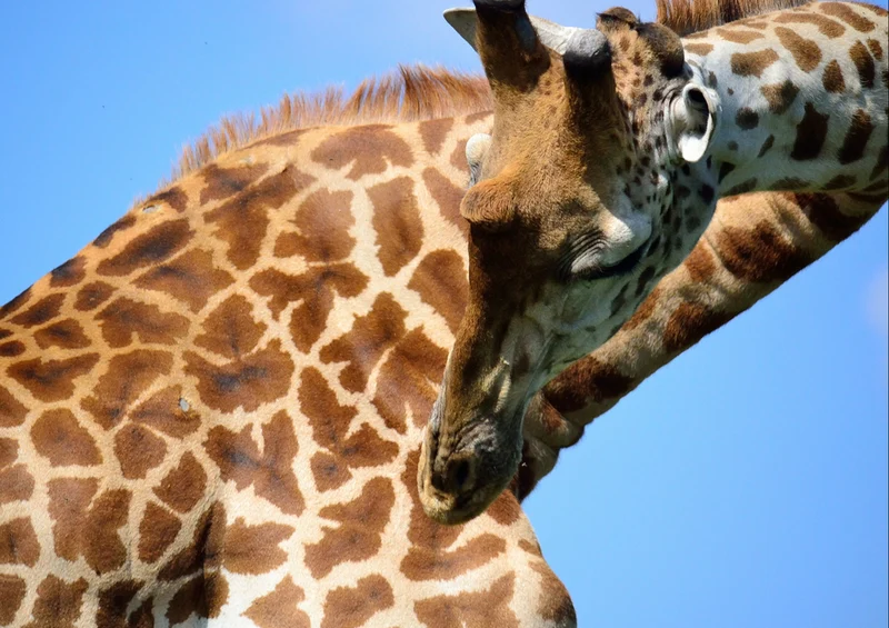 74965 Natur - Giraffe Puzzle