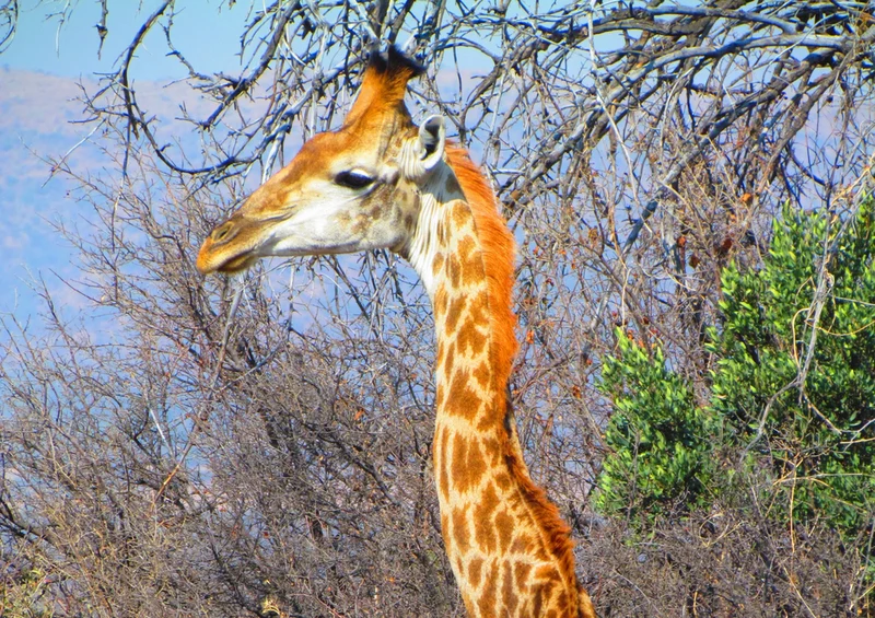 74968 Natur - Giraffe Puzzle