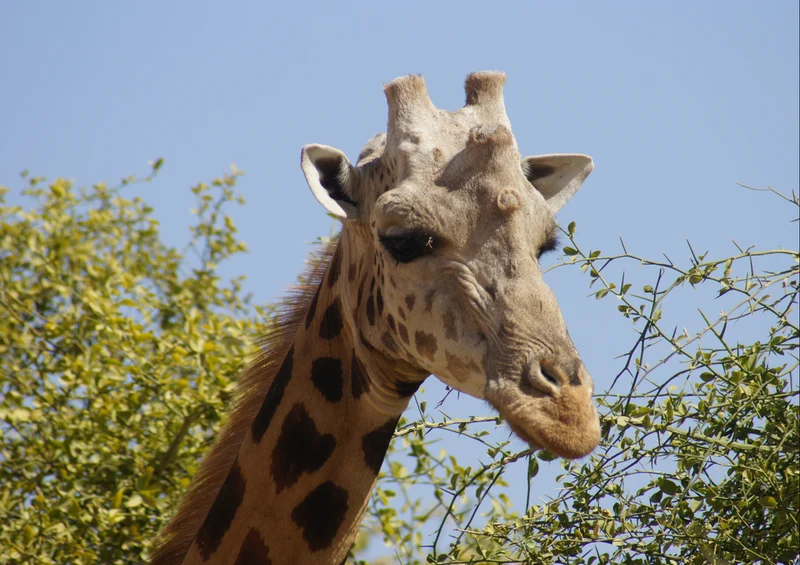 74977 Natur - Giraffe Puzzle